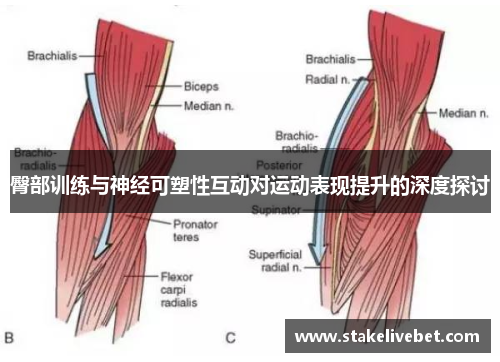 臀部训练与神经可塑性互动对运动表现提升的深度探讨